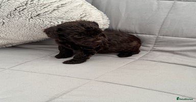 Cockapoo dogs - Advert 3