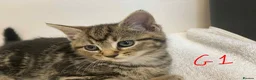 European cats for sale: Beautiful kittens for sale - Advert 8