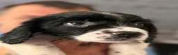 English Springer Spaniel dogs for sale: 2 gorgeous girl puppies left  - Advert 2