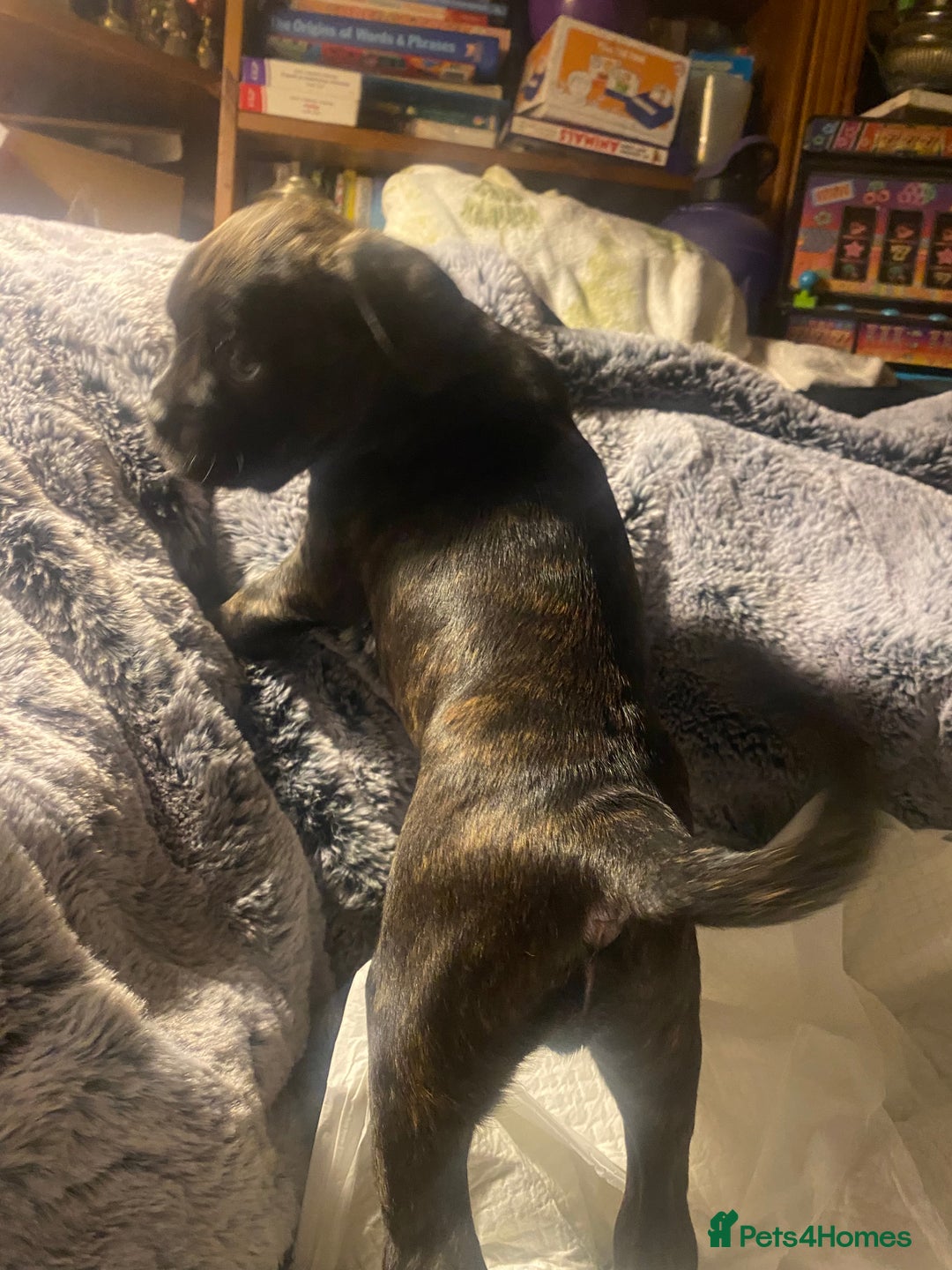 Mixed Breed dogs for sale: 🤩 mum kc boxer dad mini boxer 5 pups rare 🤩 - Advert 4