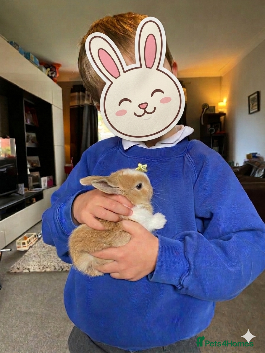 Mini Lop rabbits *only 2 available* Friendly Mini Lops - Advert 18