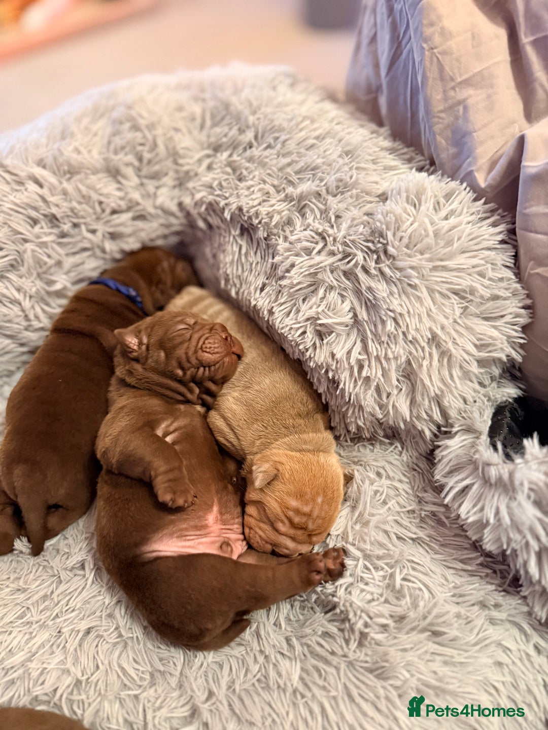 Mixed Breed dogs for sale: Gawjuss Bullpei Puppies 🐶 - Advert 6