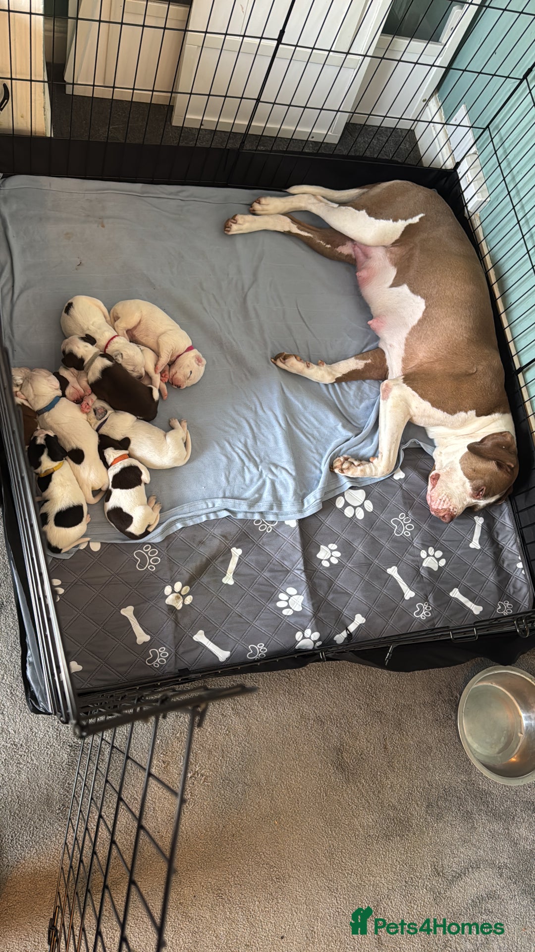 Mixed Breed dogs for sale: Litter of 9 healthy pups  - Image 5