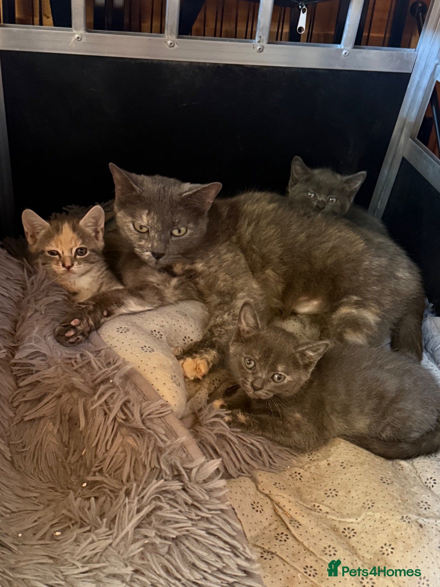 Mixed Breed cats Beautiful litter of kittens for sale. - Advert 16