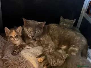Mixed Breed cats Beautiful litter of kittens for sale. - Advert 16