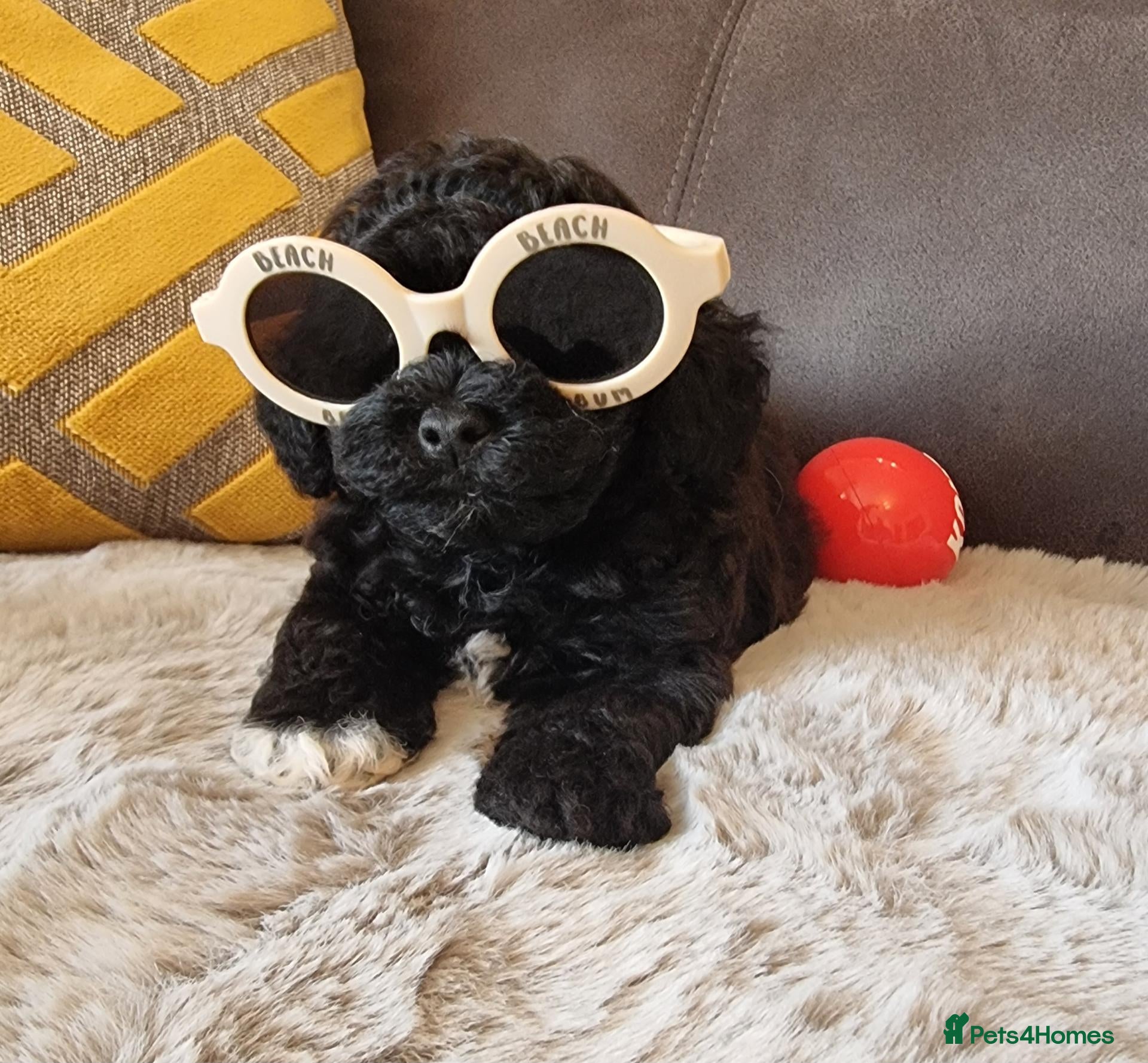 Shihpoo dogs Gorgeous Little Shihpoo Pups sold Fully Vaccinated - Advert 2