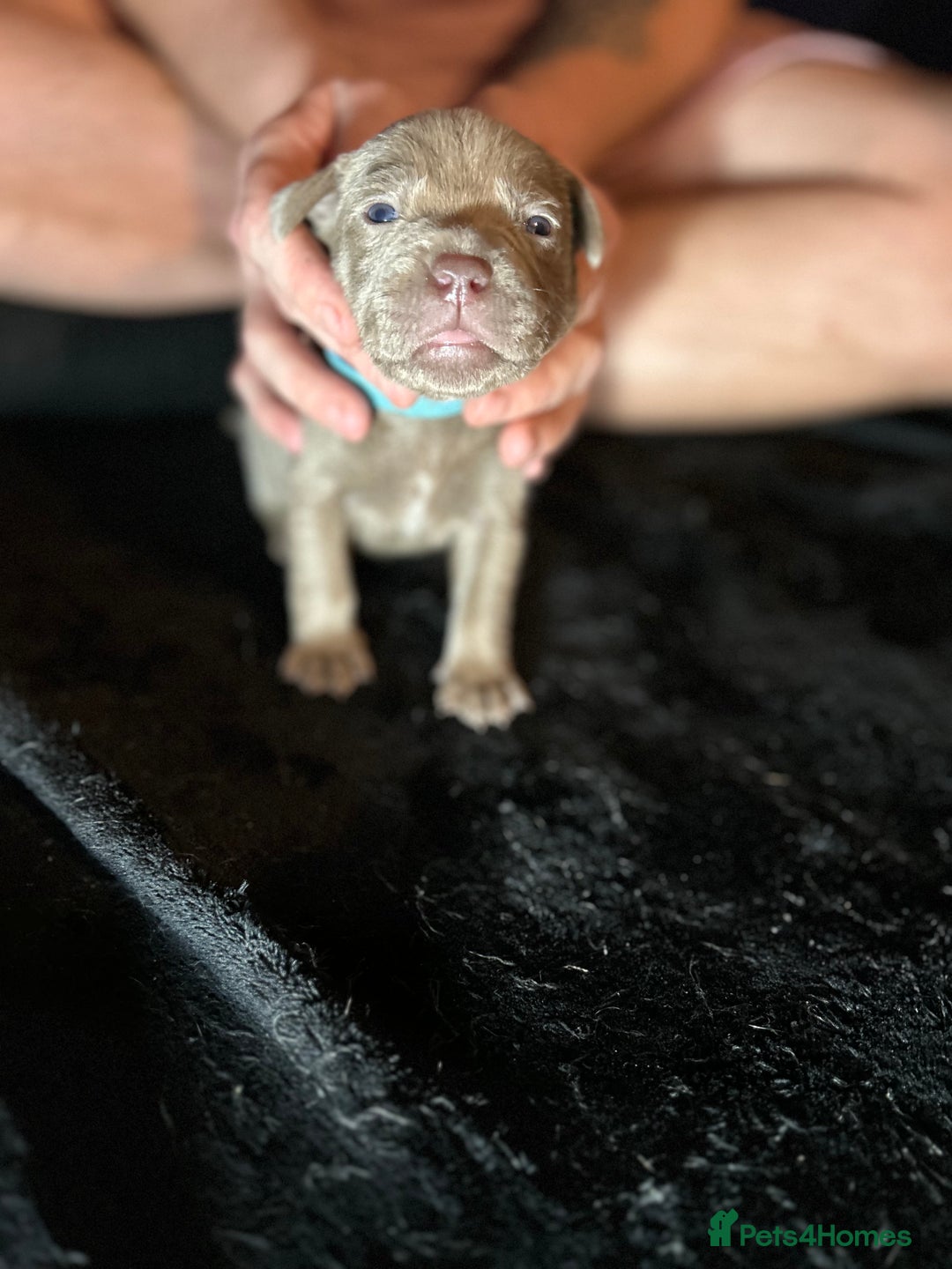 Mixed Breed dogs for sale: Staffadors staffy x labs  - Advert 10