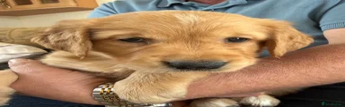 Golden Retriever Puppy 6