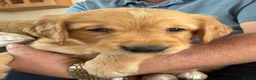 Golden Retriever dogs for sale: Stunning golden retriever puppies  - Advert 3