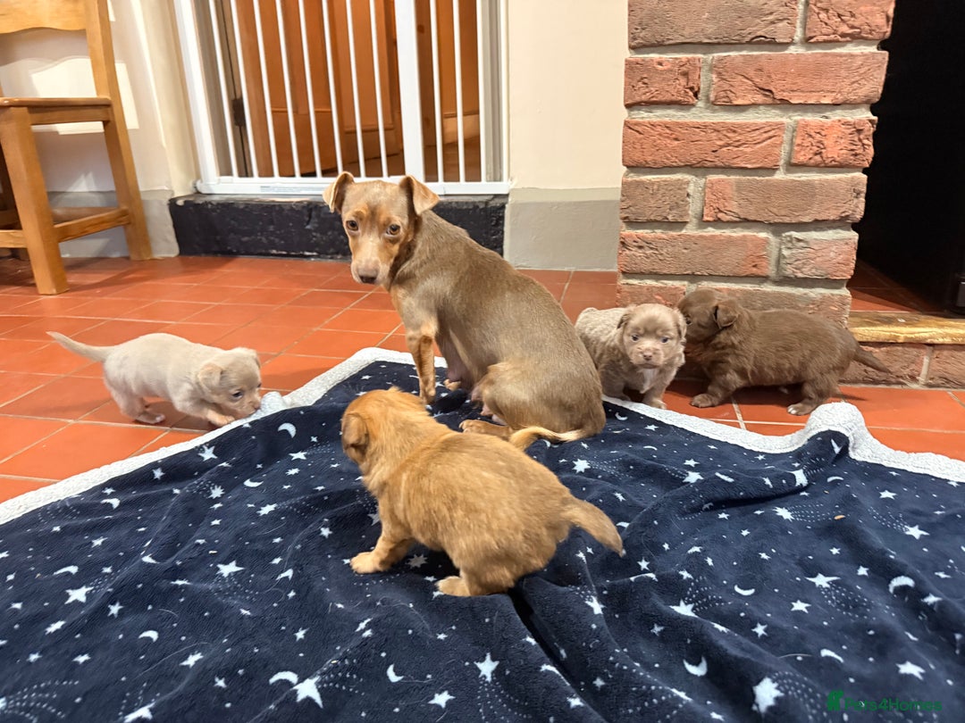 Mixed Breed dogs for sale: Outstanding chihuahua x miniature JRT puppies - Advert 2