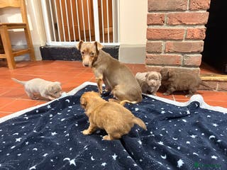 Mixed Breed dogs Outstanding chihuahua x miniature JRT puppies - Advert 2