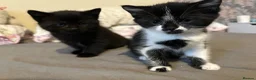 Domestic Shorthair cats for sale: 2 Kittens For Sale!  - Advert 9