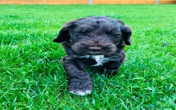 Cockapoo dogs for sale: Cockapoo Babies 🐾🐾🐾 - Image 8