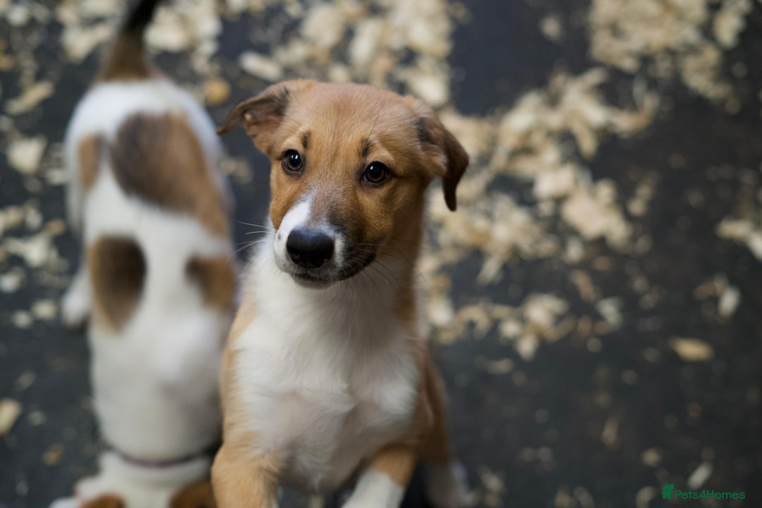 Mixed Breed dogs for sale: Stunning Border Collie x Welsh Collie - Image 14