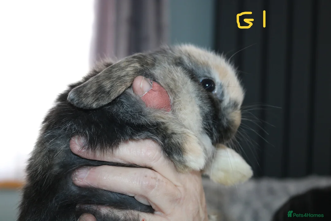 Mini Lop rabbits for sale: 4 Mini Lop Babies  - Advert 2