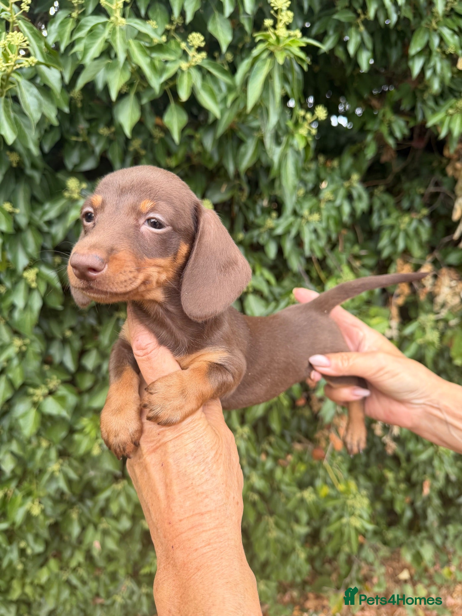 Miniature Dachshund dogs BEAUTIFUL K.C REGISTERED MINIATURE DACHSHUNDS  - Advert 1
