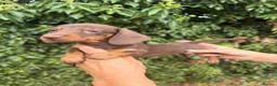 Miniature Dachshund dogs for sale: BEAUTIFUL K.C REGISTERED MINIATURE DACHSHUNDS  - Advert 1