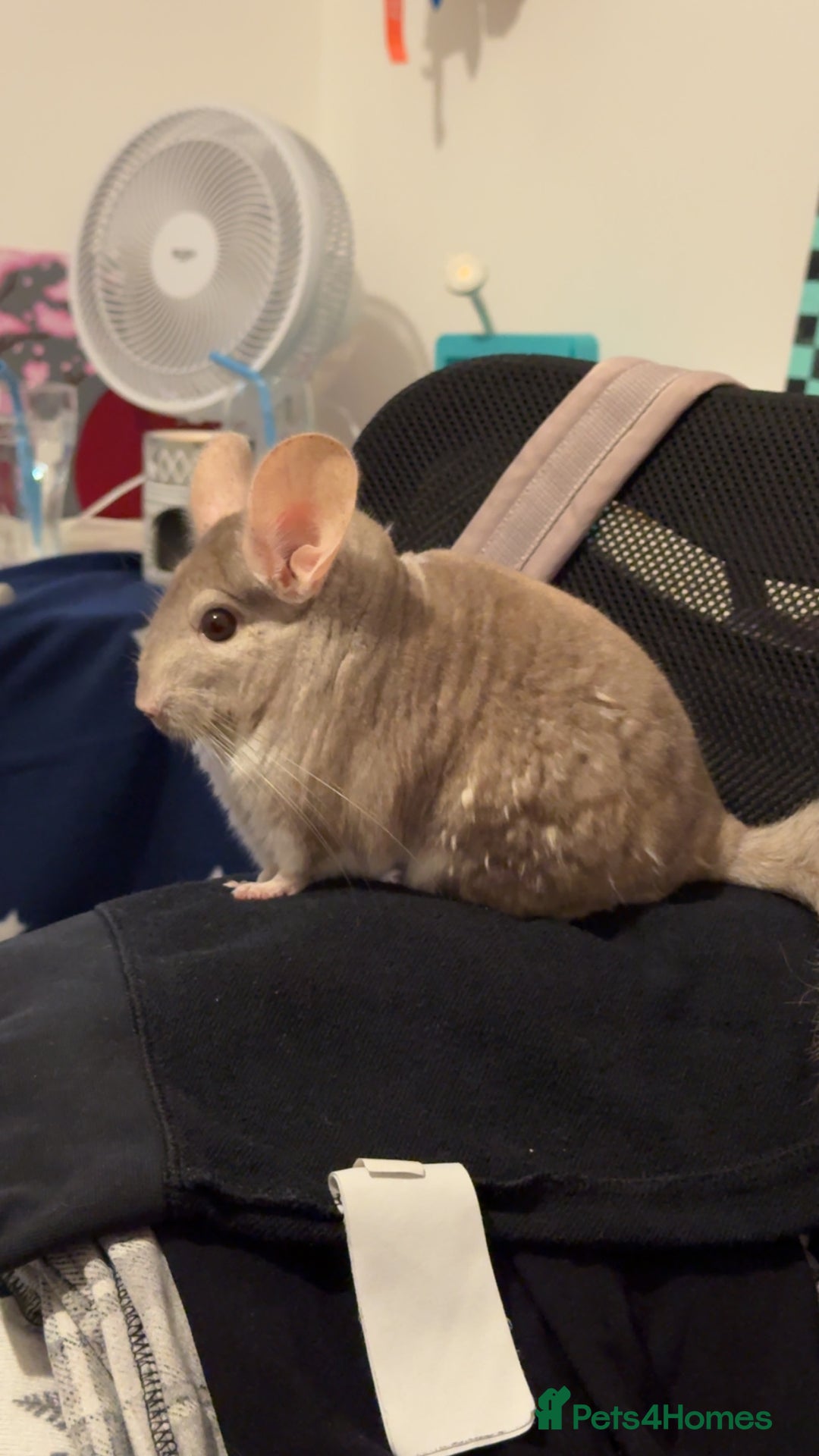 Chinchilla rodents for sale: Male chinchillas for sale (bonded  - Advert 4
