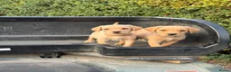 Labrador Retriever dogs for sale: 2 kc reg labrador dog puppies available  - Advert 1