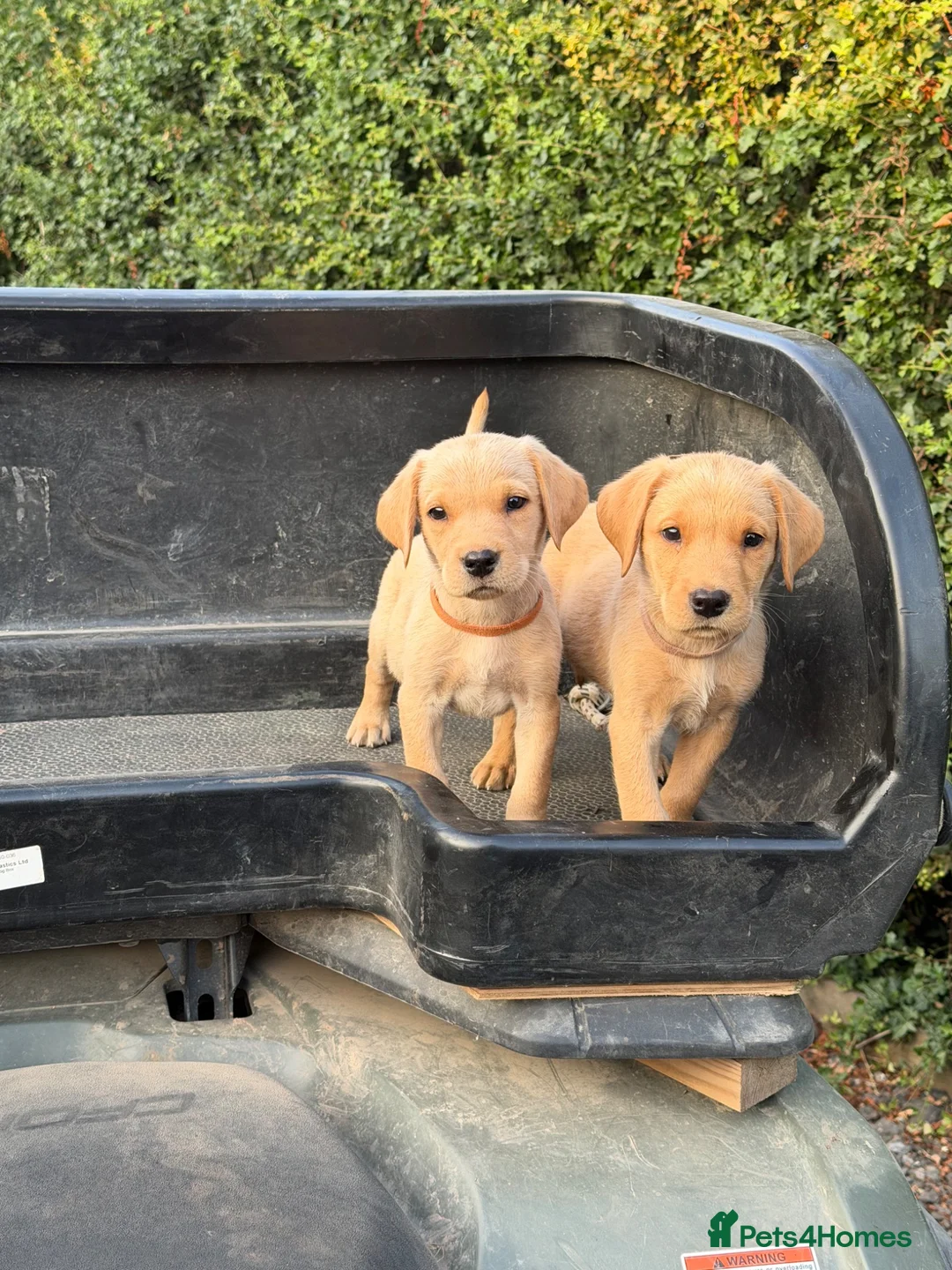 Labrador Retriever dogs for sale: 2 kc reg labrador dog puppies available  - Advert 1
