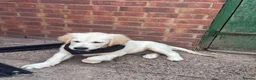 Golden Retriever dogs for sale: ❤️❤️❤️ Beautiful KC Golden Retriever puppies❤️❤️❤️ - Advert 9