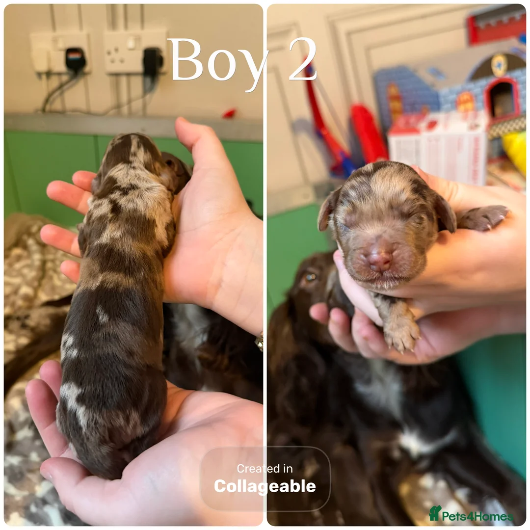 Cocker Spaniel dogs for sale: Beautiful litter of cocker spaniels  - Advert 3