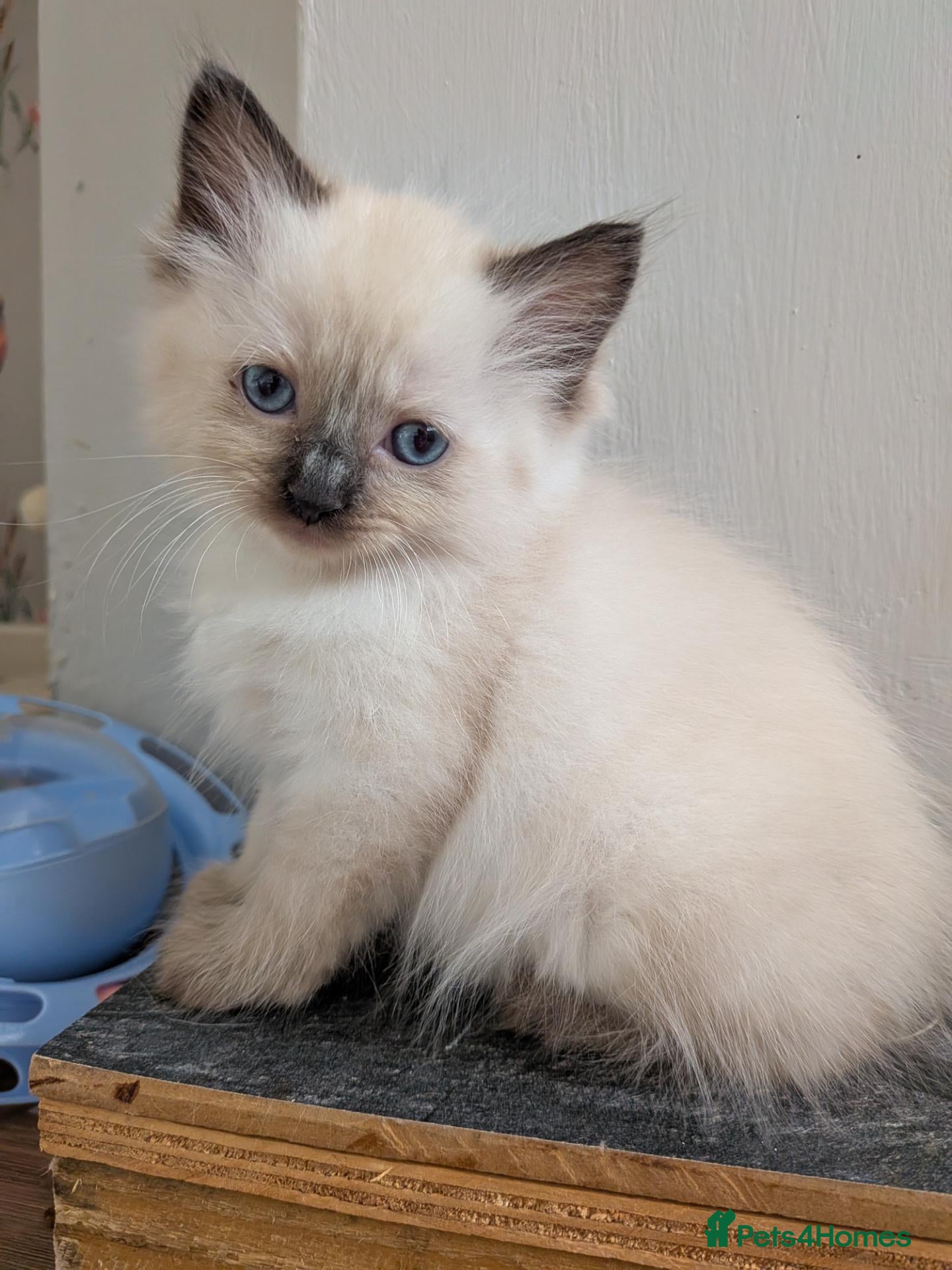 Ragdoll cats ⭐ 3 beautiful ragdolls left 2 🩵 1 female 💜  - Advert 3