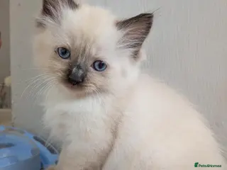 Ragdoll cats ⭐ 3 beautiful ragdolls left 2 🩵 1 female 💜 - Advert 3