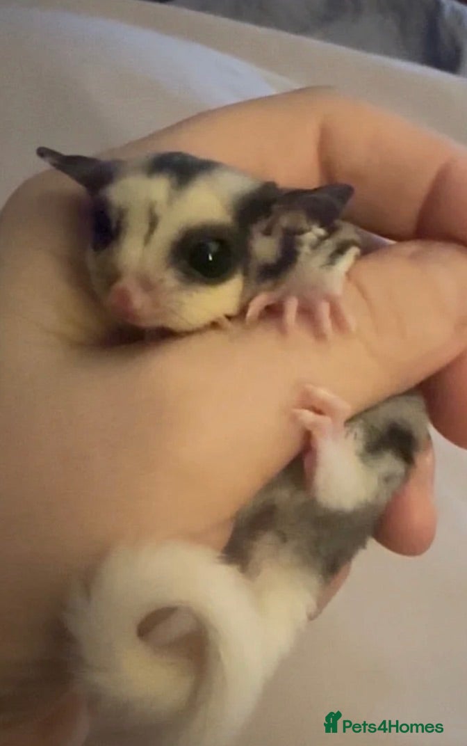 Sugar Glider rodents 3 male Sugar Gliders include cage and accessories  - Advert 23