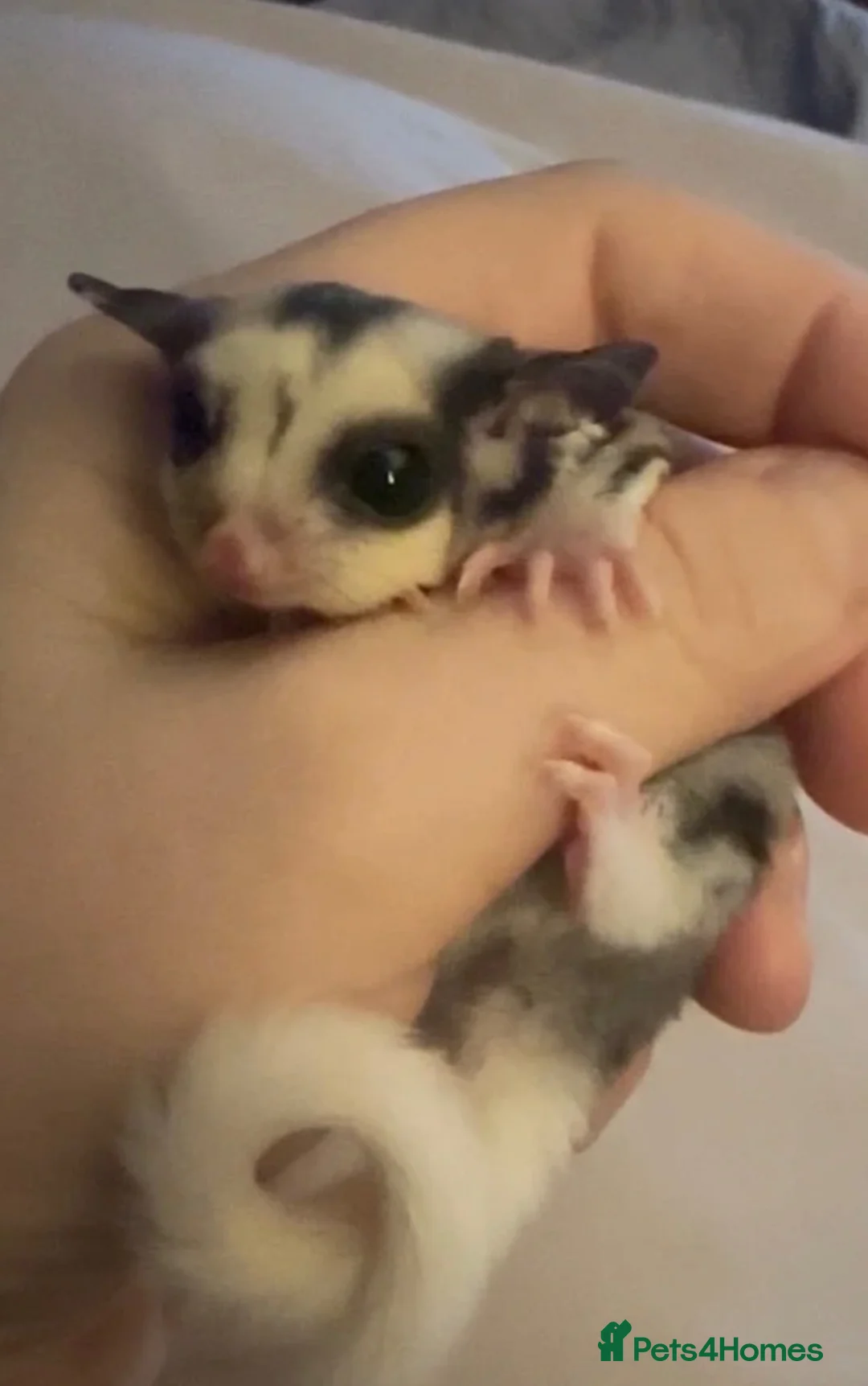 Sugar Glider rodents for sale: 3 male Sugar Gliders include cage and accessories  - Advert 1