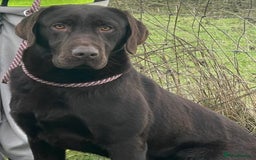 Labrador Retriever dogs for sale: Beautiful pedigree black Labrador pup's  - Image 17