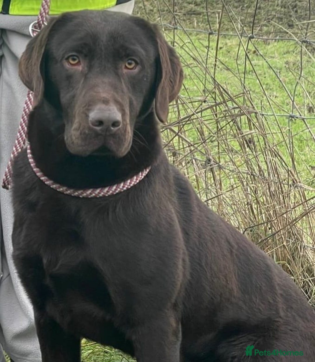 Labrador Retriever dogs for sale: Beautiful pedigree black Labrador pup's  - Image 17