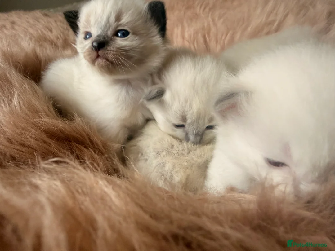 Ragdoll cats for sale: Stunning ragdoll babies! 😻😽 - Advert 15