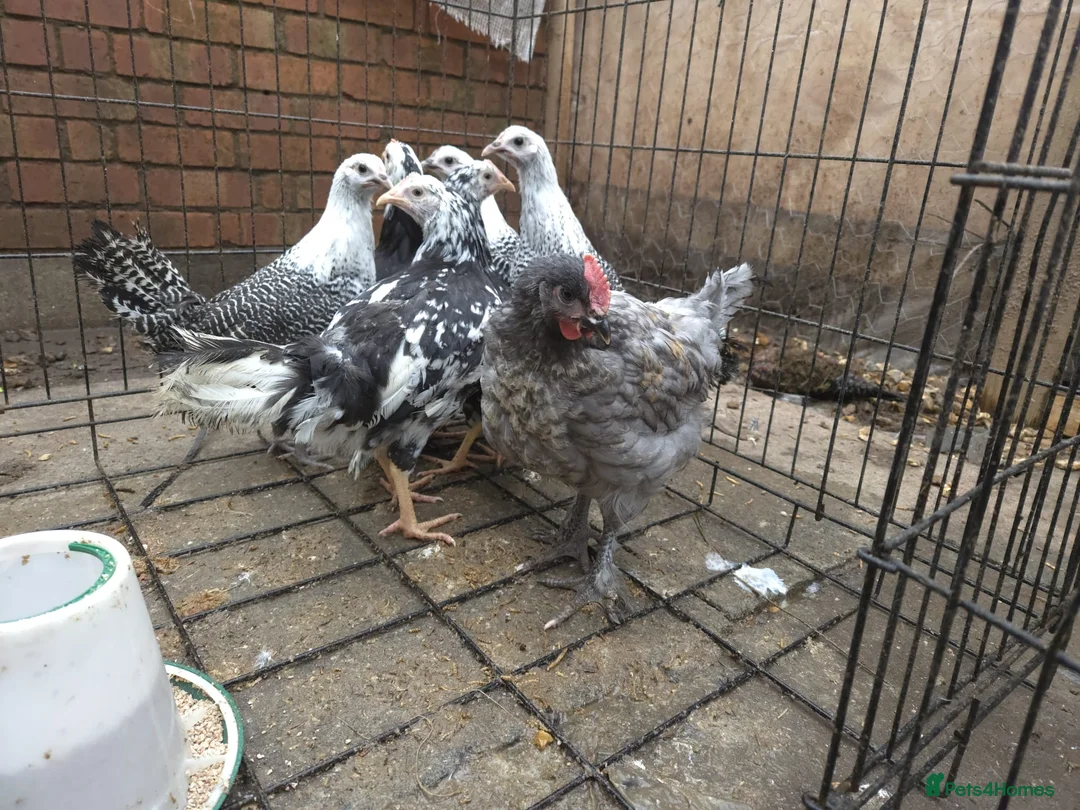 Chickens poultry for sale: 6 pullets 1 roo - Advert 3