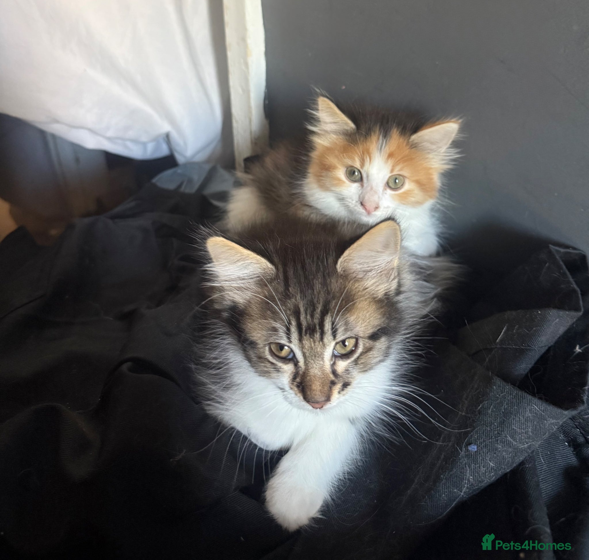 British Longhair cats for sale: adorable British longhair/domestic longhair kitten - Advert 2