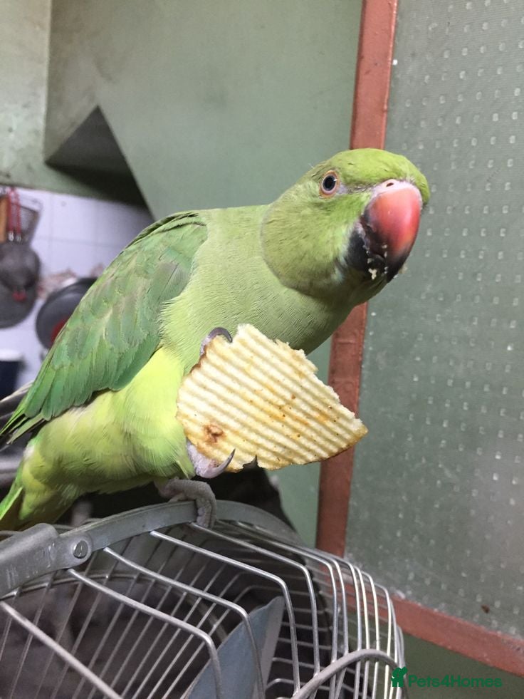 Ringnecks birds Ringneck Parrots Available!🦜🐦 - Advert 1