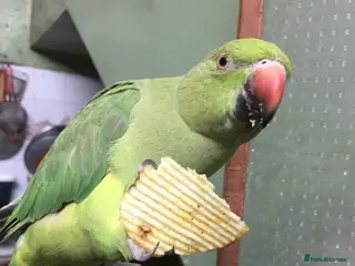 Ringnecks birds Ringneck Parrots Available!🦜🐦 - Advert 1