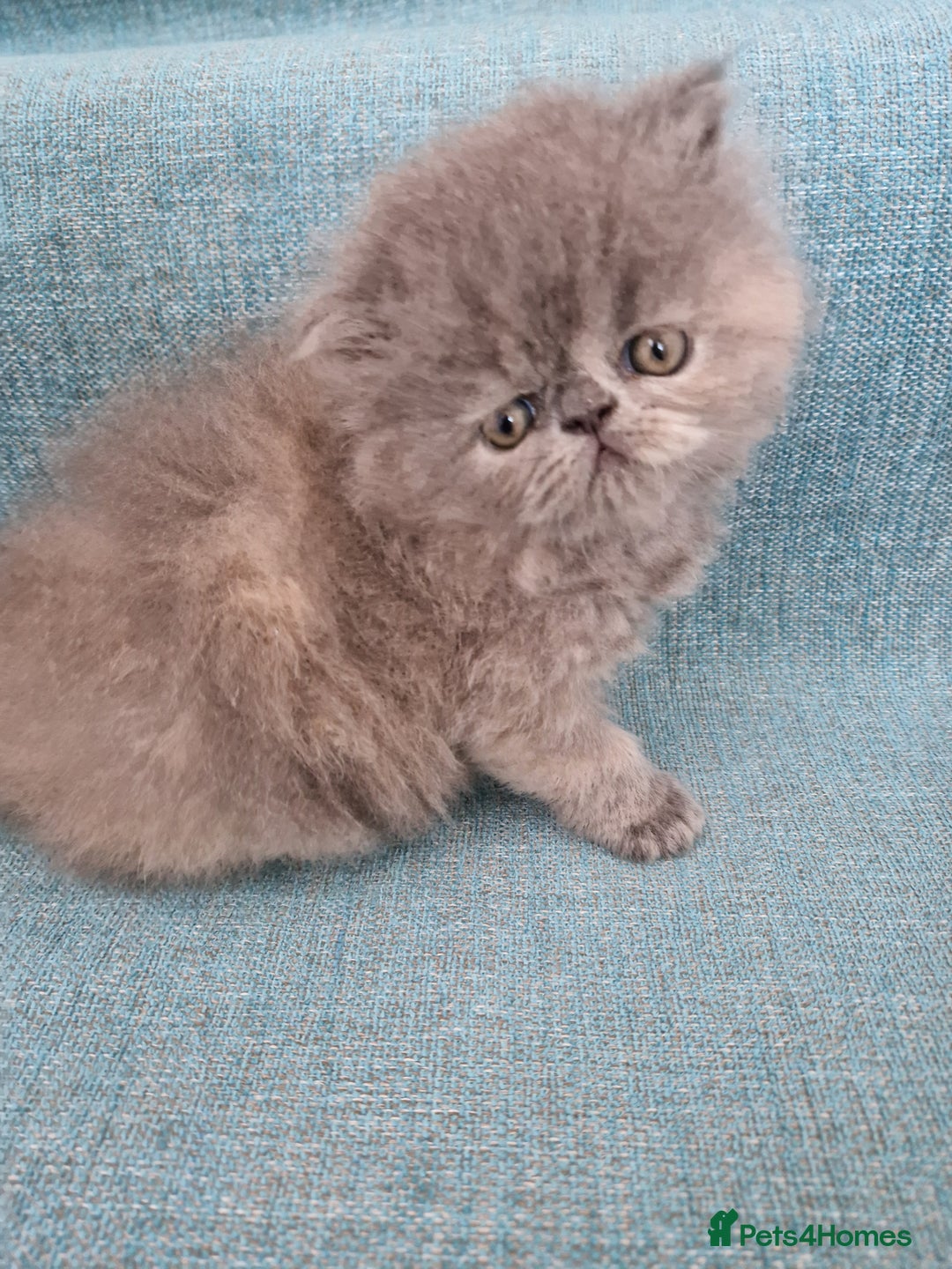 Persian cats for sale: GCCF Registered Persian kittens - Image 3
