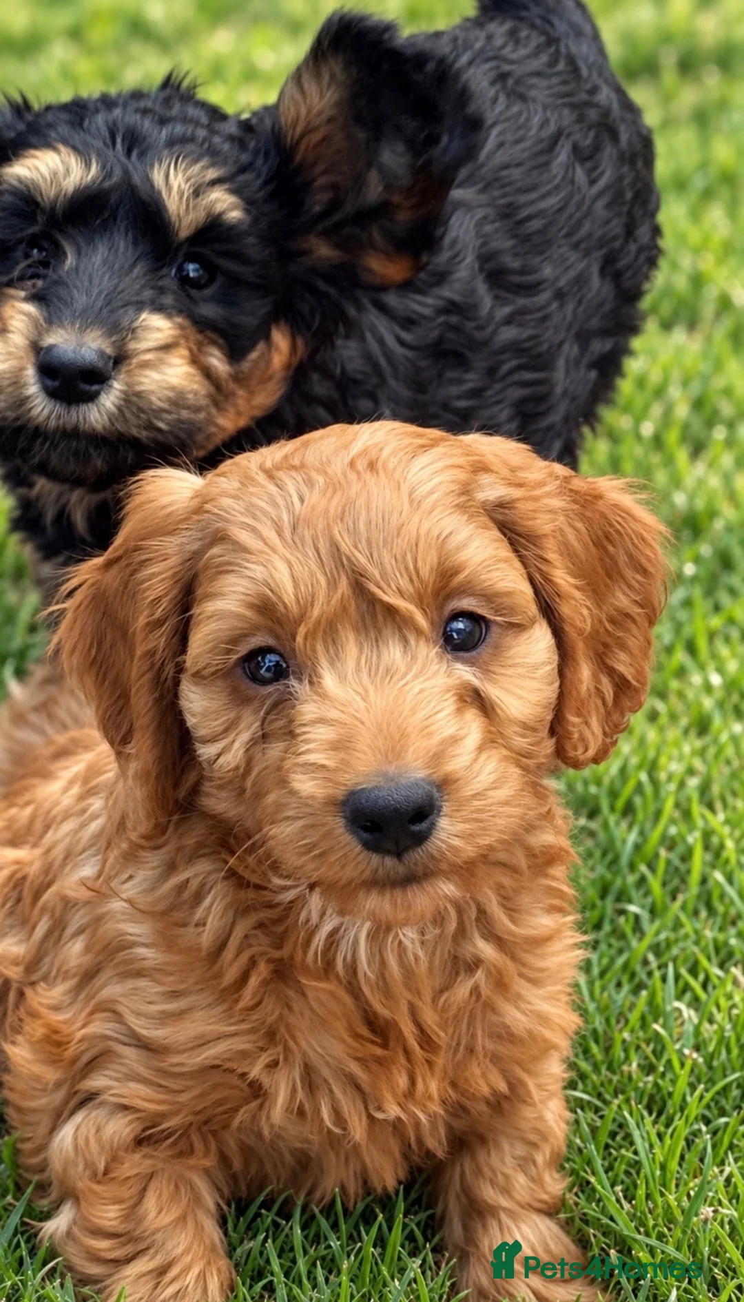 Cockapoo dogs for sale: Happy healthy absolutely gorgeous Cockapoo babies - Advert 2