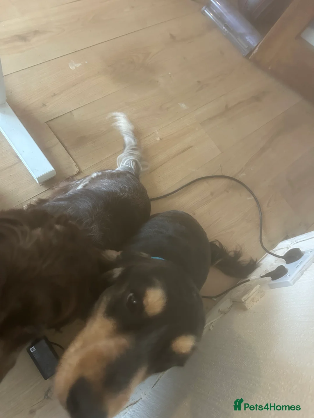 Cockapoo dogs for sale: Two puppies for sale under a year old  - Advert 6