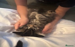 Ragdoll cats for sale: Ragdoll x Maincoone loving babies - Image 14