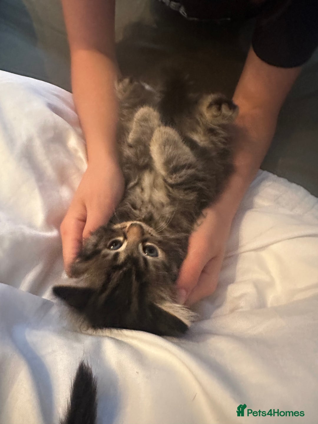 Ragdoll cats for sale: Ragdoll x Maincoone loving babies - Image 14