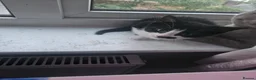 Mixed Breed cats for sale: 4 adorable kittens  - Advert 1