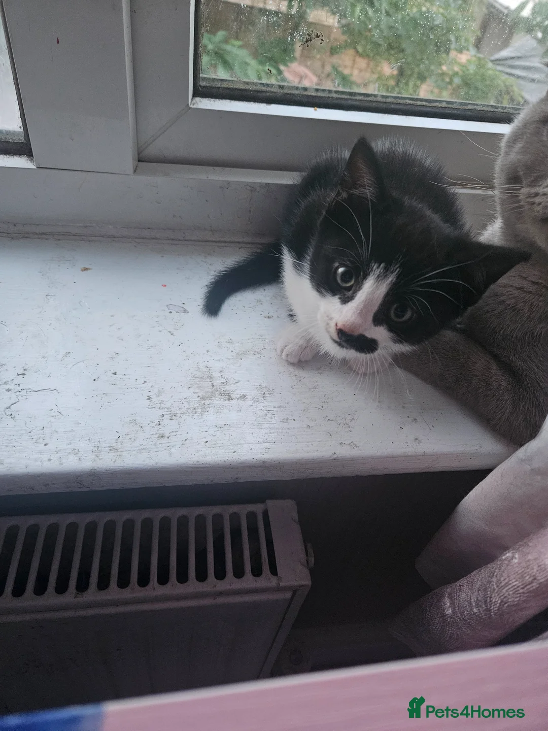 Mixed Breed cats for sale: 4 adorable kittens  - Advert 1