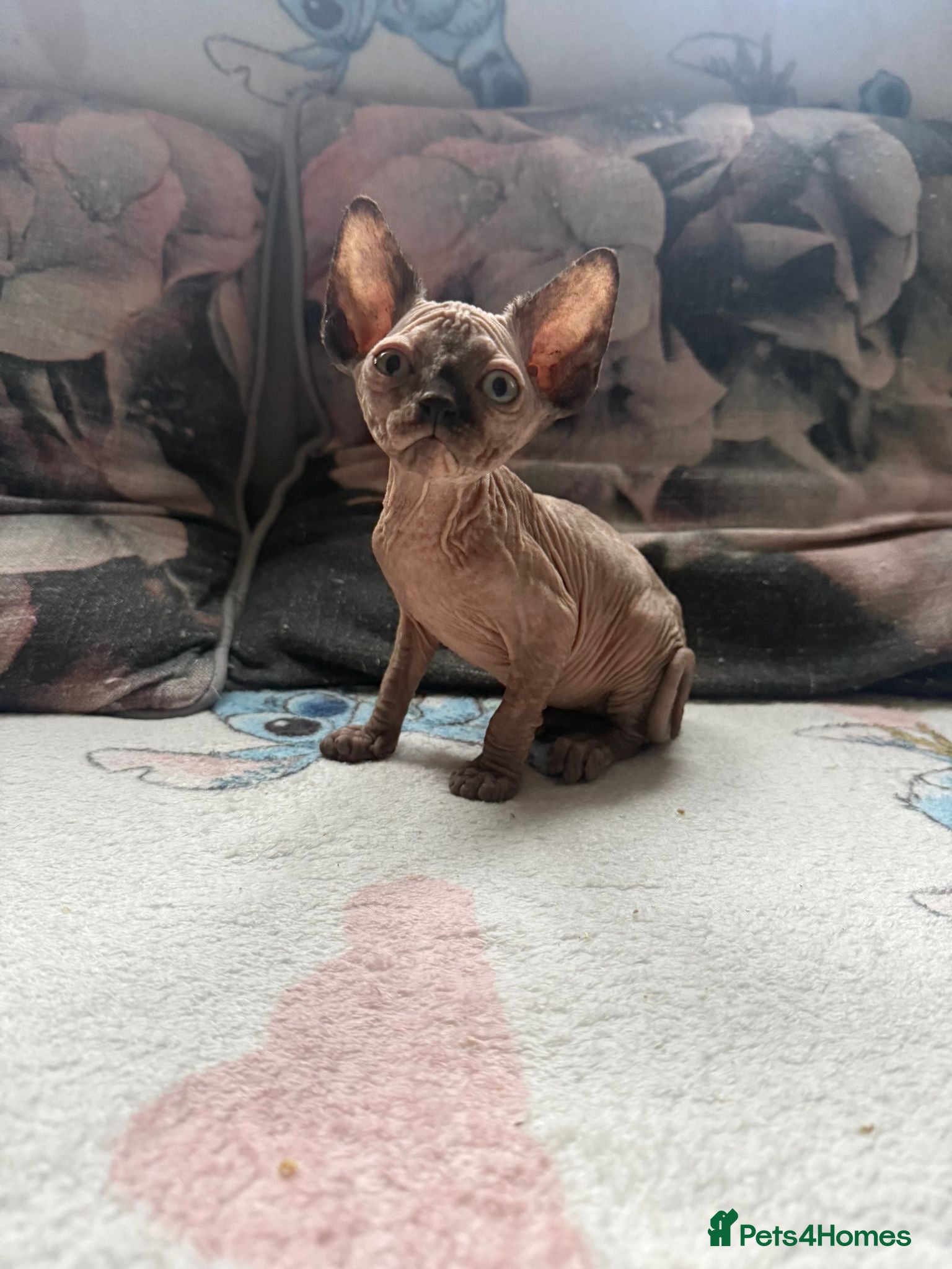 Sphynx cats Sphynx kittens  - Advert 16