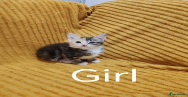 Mixed Breed cats - Advert 14