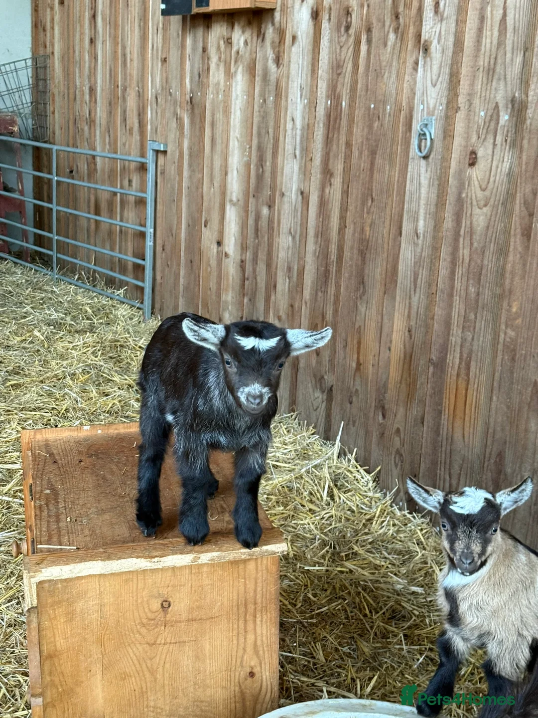 Goats livestock for sale: Gorgeous Pygmy Goat kids for sale in Stroud - Advert 1