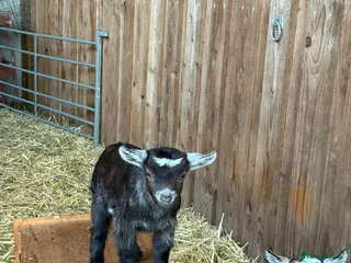 Goats livestock Gorgeous Pygmy Goat kids for sale - Advert 4