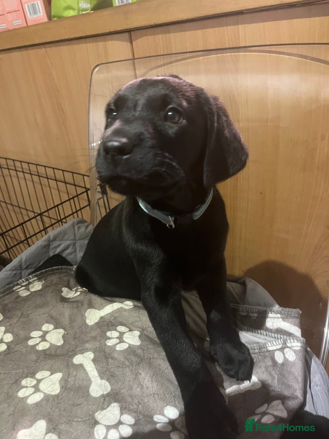 Labrador Retriever dogs for sale: Pedigree Labrador parents have 3 charming pups - Advert 8