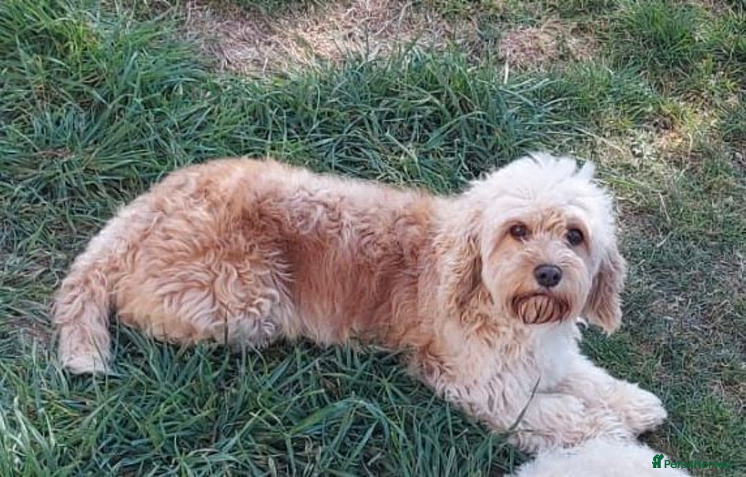 Cavachon dogs for sale: 6 beautiful cavachon puppies for sale - Advert 2